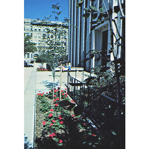 Landscaping along the side of the Knowles Center