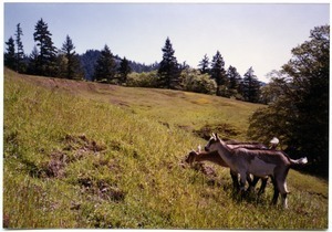 Serendipity Farm goats grazing in neighboring meadow