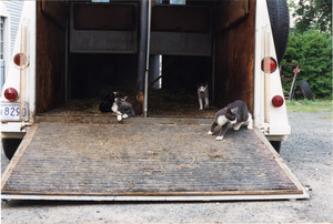 Cats in the mounted horse patrol's horse trailer