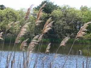 Sea grasses in flower near a pond, Wellfleet Bay Wildlife Sanctuary