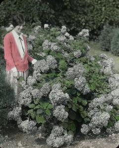 Hydrangea arborescens (woman next to plant)