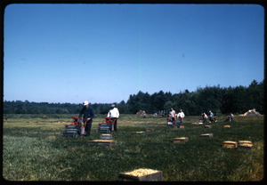 Cranberry harvest using mechanical pickers (Westerns), Arnold Garside in front; Duxbury Cranberry Company