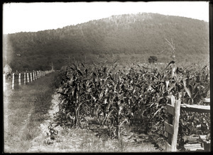 Corn field with Mount Pomeroy in background (Greenwich, Mass.)
