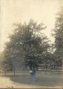 Tree Number Eight in the Boston Common