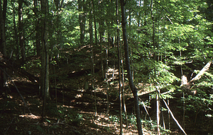 Remains of red oak (Quercus rubra) that fell in 1970 storm in Beinecke Stand.