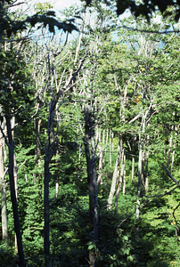 Color image of dead and live sugar maples (Acer saccharum) with beech (Fagus grandifolia) understory in permanent plot 1105 following saddle-prominent caterpillar defoliation. False Color Infrared/True Color Project.