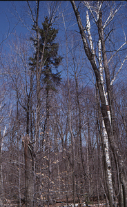 Farm Forestry Unit transition to Hopkins big pasture. 2. Central section showing large red spruce (Picea rubens).