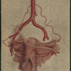 Teaching watercolor of the uterine, ovarian, and pudic arteries