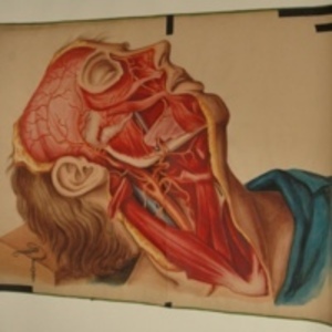 Teaching watercolor of man with surgically dissected face and neck, 1848-1854