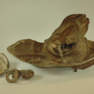 Auzoux papier-mache model of ear, 1850-1880