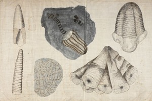 Orra White Hitchcock drawing of invertebrate fossils