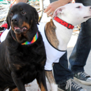 Dogs at Pride Parade