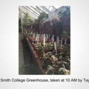 Cacti in Smith College Greenhouse