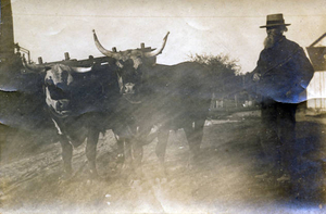 Horatio Chandler and his team of prize oxen