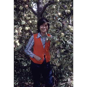 Young adult standing under an apple tree during a Chinese Progressive Association trip