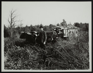 Ox team in the woods, Groundnut Hill, Cape Neddick, Maine