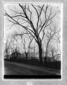 Tree #30 in Deer Park on Boston Common
