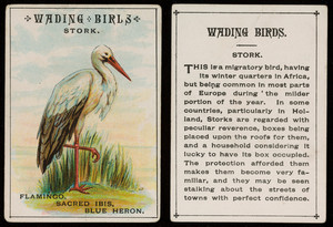 Wading birds, stork, location unknown, undated