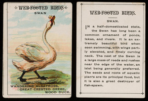 Web-footed birds, swan, location unknown, undated