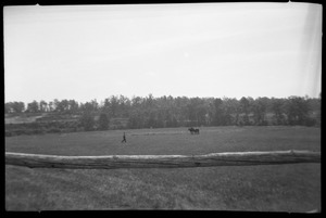 Horses in field, New York
