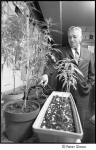 Cambridge Narcotics Unit: officer displaying confiscated marijuana plants