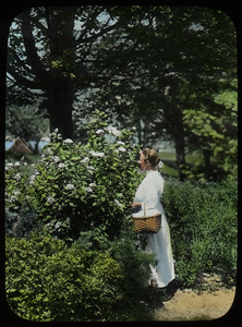 Woman with basket near flowering shrub