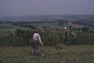 Plowing in Orašac