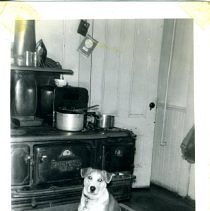 Caretaker's kitchen with dog