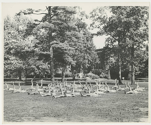 Army Air Corps Cadets Exercising at Springfield College (ca. July 1943)