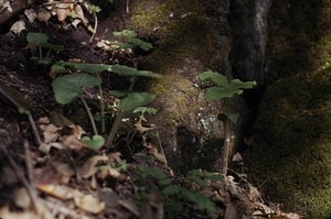 Wild ginger (Asarum canadense) in the Beinecke Stand.