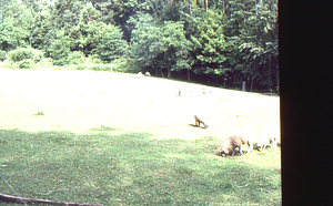 Sheep grazing in the meadow on the north side of the Hopkins Forest Entrance Drive.