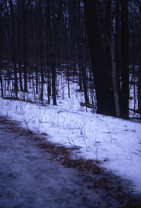 Intersection (southern) of original carriage road with Carriage Road Trail relocated by USFS in 1935.