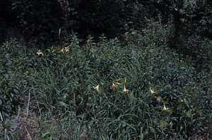 Lemon Daylily (Hemerocallis lilioasphodelus) beds in pre-renovated Buxton Garden.