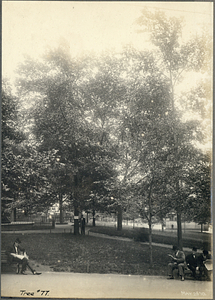 Tree Number Seventy-Seven in the Boston Common