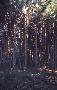 Red pine (Pinus resinosa) plantation at head of Bulkley Street and Northwest Hill Road.