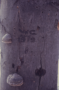 Initials "W.C., AUG 1919 8" [Ward Cummings] carved into a beech (Fagus grandifolia) trunk.