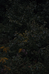 Tall goldenrod (Solidago altissima) and gray birch (Betula populifolia) at Loop Trails intersection.