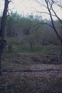 View across North Branch Birch Brook to area east of barn in Moon Lot.