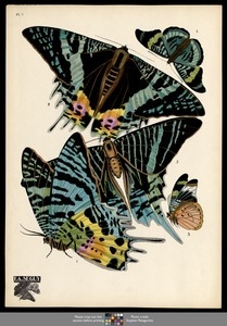 Papillons. Plate 7