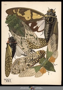 Insectes. Plate 2