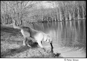 Flossy and Freea: Labrador Retriever pulling a stick out of a pond