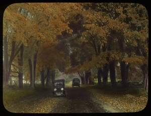 Automobiles on maple lined road in autumn