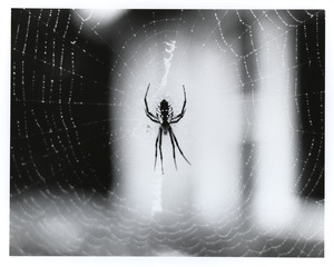Garden spider and web on porch