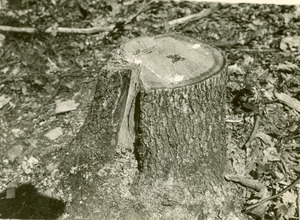 Forestry and Wildlife Management - Mt. Toby Forest