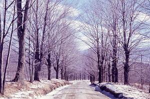 Northwest Hill Road in winter with sugar maple (Acer saccharum) hedgerow.