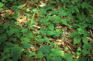 False buckwheat (Polygonum cilinode) in early September in area defoliated by saddle-prominent caterpillars 2-3 years earlier.