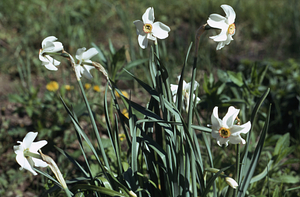 Poet's narcissus (Narcissus poeticus) cluster in the Buxton Garden.