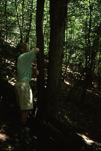 Dawn Biehler (Class of 1997) cores a hop-hornbeam (Ostrya virginiana) sample tree in Permanent Plot 0442.