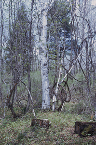 Grape Vine, Paper Birch, White Pine and Norway Spruce at Mansion Site.