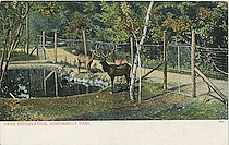 Deer Reservation, Norumbega Park